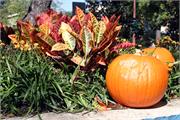 pumpkin and flowers